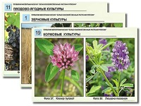 Гербарий фотографический "Сельскохозяйственные растения России" - fgospostavki.ru - Белгород