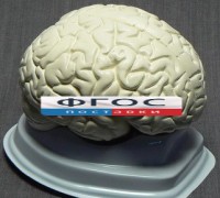 Модель "Мозг в разрезе" (белый) - fgospostavki.ru - Белгород