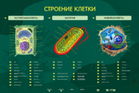 Электрифицированный стенд "Строение клетки" с маркерными полями - fgospostavki.ru - Белгород