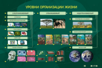 Электрифицированный стенд "Уровни организации жизни" - fgospostavki.ru - Белгород