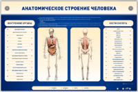 Электрифицированный стенд-тренажер c макетом скелета "Анатомическое строение человека" - fgospostavki.ru - Белгород