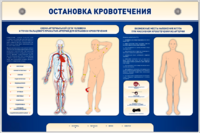 Электрифицированный стенд-тренажер "Остановка кровотечения" - fgospostavki.ru - Белгород