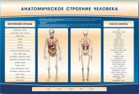 Электрифицированный стенд-тренажер c макетом скелета "Анатомическое строение человека" - fgospostavki.ru - Белгород