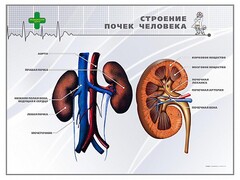Стенд "Строение почки человека" - fgospostavki.ru - Белгород