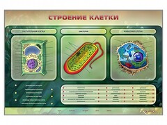 Электрифицированный стенд "Строение клетки" с маркерными полями - fgospostavki.ru - Белгород