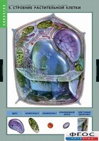 Комплект таблиц. Биология. Вещества растений. Клеточное строение. - fgospostavki.ru - Белгород