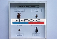 Коллекция "Семейство жуков" - fgospostavki.ru - Белгород