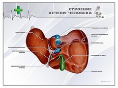 Стенд "Строение печени человека" - fgospostavki.ru - Белгород