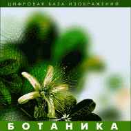 Ботаника. (Цифровая база изображений) - fgospostavki.ru - Белгород
