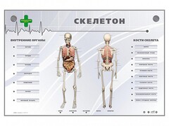Электрифицированный стенд-тренажер "Скелетон" - fgospostavki.ru - Белгород