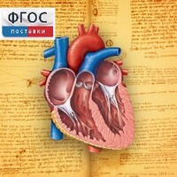 Анатомия (Цифровой атлас школьника) - fgospostavki.ru - Белгород