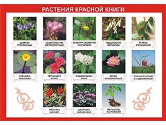 Таблица демонстрационная "Растения Красной книги" (винил 100*140) - fgospostavki.ru - Белгород