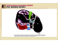 Рельефная таблица "Печень. Висцеральная поверхность" (формат А1, матовое ламинирование) - fgospostavki.ru - Белгород