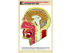 Рельефная таблица "Сагиттальный разрез головы" (формат А1, матовое ламинирование) - fgospostavki.ru - Белгород