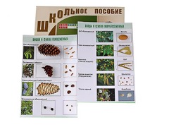Коллекция "Шишки, плоды, семена деревьев и кустарников" - fgospostavki.ru - Белгород