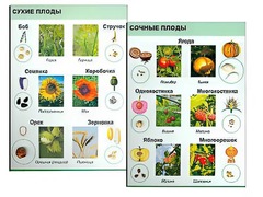 Коллекция "Семена и плоды" - fgospostavki.ru - Белгород
