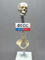 Модель "Позвоночник с черепом и тазом" - fgospostavki.ru - Белгород