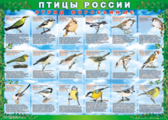 Комплект таблиц "Птицы России (4 листа)" (100х140 сантиметров, винил) - fgospostavki.ru - Белгород