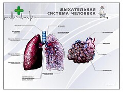 Стенд "Дыхательная система человека" - fgospostavki.ru - Белгород