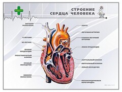 Стенд "Строение сердца человека" - fgospostavki.ru - Белгород