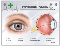 Интерактивный стенд "Строение глаза" - fgospostavki.ru - Белгород