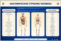 Электрифицированный стенд-тренажер c макетом скелета "Анатомическое строение человека" - fgospostavki.ru - Белгород
