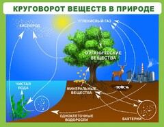 Стенд "Круговорот веществ" - fgospostavki.ru - Белгород