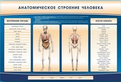 Электрифицированный стенд-тренажер c макетом скелета "Анатомическое строение человека" - fgospostavki.ru - Белгород