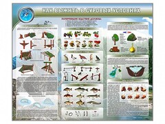 Стенд "Как выжить в суровых условиях" - fgospostavki.ru - Белгород