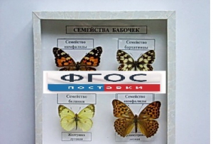 Коллекция "Семейство бабочек" - fgospostavki.ru - Белгород