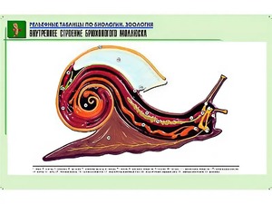 Рельефная таблица "Внутреннее строение брюхоногого моллюска" (формат А1, матовое ламинирование) - fgospostavki.ru - Белгород