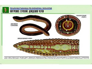 Рельефная таблица "Внутреннее строение дождевого червя" (формат А1, матовое ламинирование) - fgospostavki.ru - Белгород