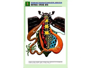 Рельефная таблица "Внутреннее строение жука" (формат А1, матовое ламинирование) - fgospostavki.ru - Белгород