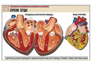 Рельефная таблица "Строение сердца" (формат А1, матовое ламинирование) - fgospostavki.ru - Белгород