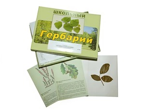 Гербарий "Дикорастущие растения" (30 видов, с иллюстрациями) - fgospostavki.ru - Белгород