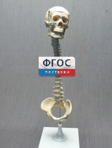 Модель "Позвоночник с черепом и тазом" - fgospostavki.ru - Белгород