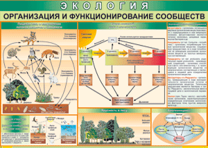 Таблица "Организация и функционирование сообществ" (100х140 сантиметров, винил) - fgospostavki.ru - Белгород