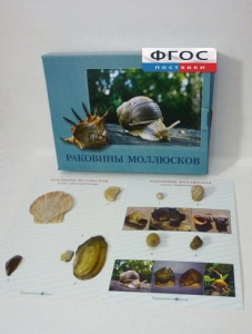 Коллекция "Раковины моллюсков" - fgospostavki.ru - Белгород