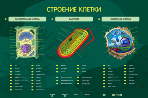 Электрифицированный стенд "Строение клетки" с маркерными полями - fgospostavki.ru - Белгород