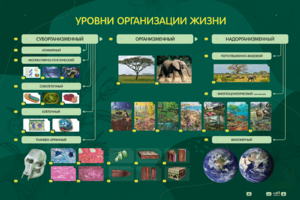 Электрифицированный стенд "Уровни организации жизни" - fgospostavki.ru - Белгород