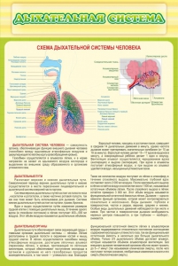 Стенд "Дыхательная система" - fgospostavki.ru - Белгород