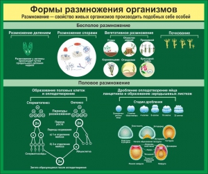 Стенд "Формы размножения организмов" - fgospostavki.ru - Белгород