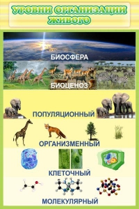 Стенд "Уровни организации живого" - fgospostavki.ru - Белгород