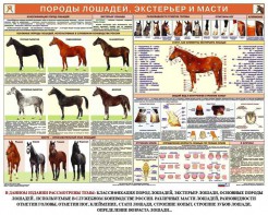 Комплект плакатов "Служебное коневодство" - fgospostavki.ru - Белгород