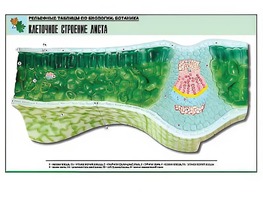 Рельефная таблица "Клеточное строение листа" (формат А1, матовое ламинирование) - fgospostavki.ru - Белгород