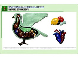 Рельефная таблица "Внутреннее строение голубя" (формат А1, матовое ламинирование) - fgospostavki.ru - Белгород