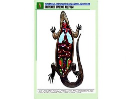 Рельефная таблица "Внутреннее строение ящерицы" (формат А1, матовое ламинирование) - fgospostavki.ru - Белгород