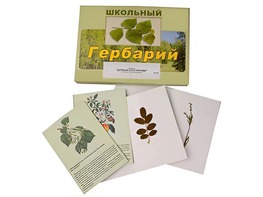 Гербарий "Деревья и кустарники" (22 вида, с иллюстрациями) - fgospostavki.ru - Белгород