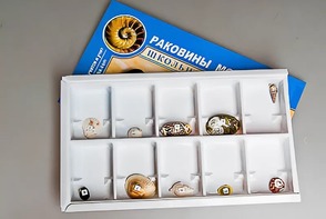 Коллекция "Раковины моллюсков" - fgospostavki.ru - Белгород