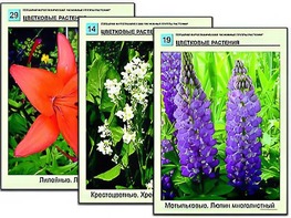 Гербарий фотографический "Основные группы растений" - fgospostavki.ru - Белгород